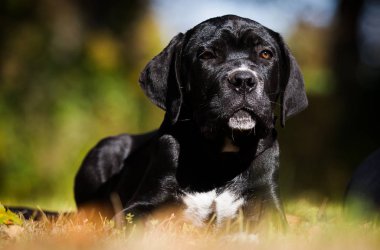 Yavru köpek güz çimlerinde Cane Corso yetiştirir.