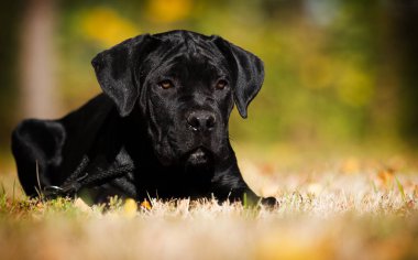Yavru köpek güz çimlerinde Cane Corso yetiştirir.