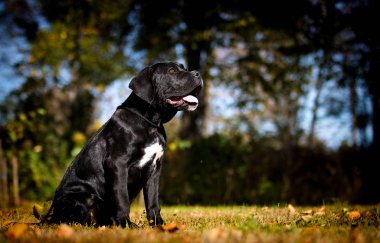 Yavru köpek güz çimlerinde Cane Corso yetiştirir.