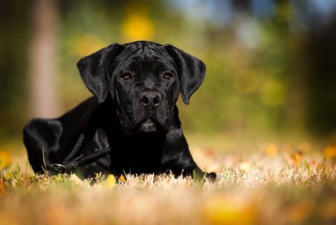 Yavru köpek güz çimlerinde Cane Corso yetiştirir.