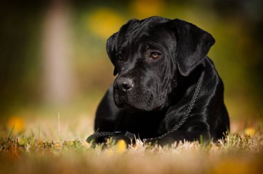 Yavru köpek güz çimlerinde Cane Corso yetiştirir.