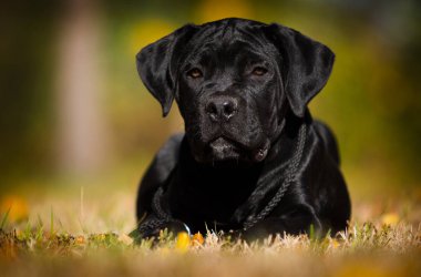 Yavru köpek güz çimlerinde Cane Corso yetiştirir.