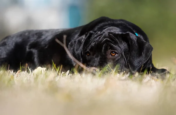 Порода щенков Cane Corso на осенней траве — стоковое фото
