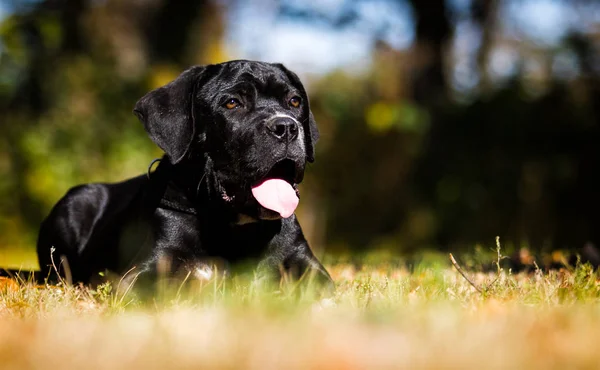 Kiskutya fajta Cane Corso őszi füvön — Stock Fotó