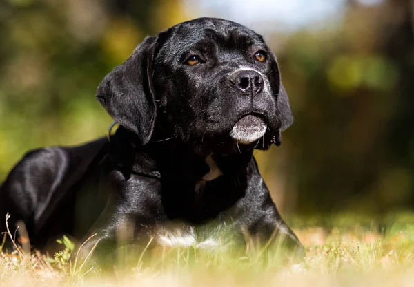 Kiskutya fajta Cane Corso őszi füvön — Stock Fotó