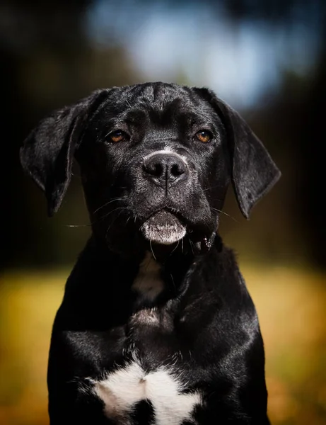 Race chiot Cane Corso sur herbe d'automne — Photo