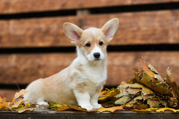 Galés Cachorro Corgi en otoño —  Fotos de Stock
