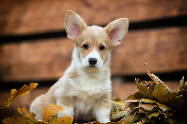 Welsh Corgi puppy in autumn — Stock Photo, Image