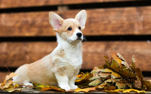 Welpe im Herbst — Stockfoto