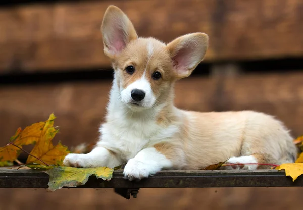 Welsh Corgi puppy in autumn — Stock Photo, Image