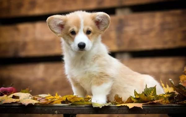 Velšské štěně Corgi na podzim — Stock fotografie