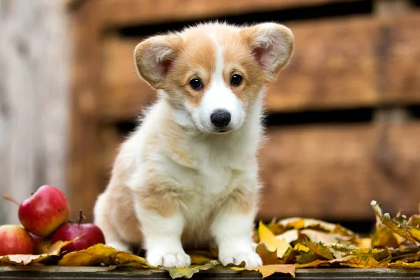 Welsh Corgi szczeniak jesienią — Zdjęcie stockowe