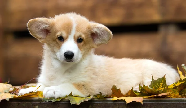 秋天的威尔士科尔吉犬 — 图库照片
