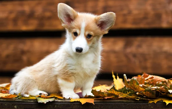 Cachorrinho de Corgi galês no outono — Fotografia de Stock