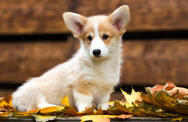 Welsh Corgi puppy in de herfst — Stockfoto