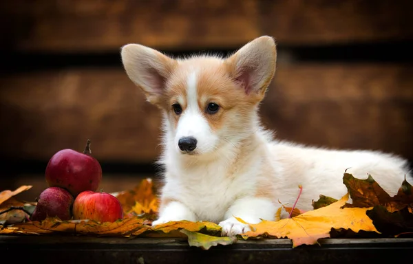 Cachorrinho de Corgi galês no outono — Fotografia de Stock