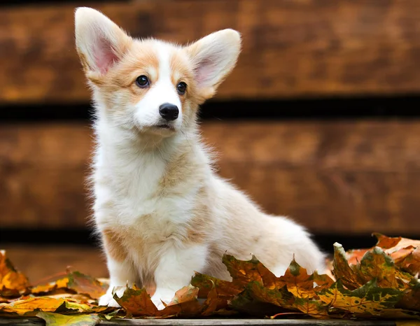 Galés Cachorro Corgi en otoño —  Fotos de Stock
