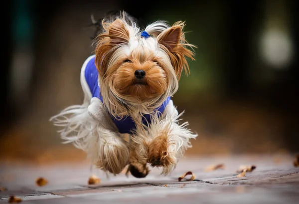 Yorkshire Terrier kutya egy őszi séta — Stock Fotó