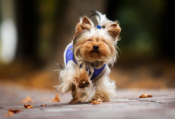 Yorkshire Terrier kutya egy őszi séta — Stock Fotó