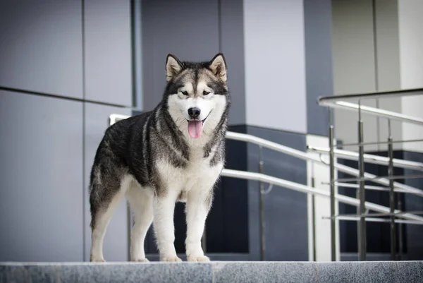 Perro en la ciudad, raza Alaska Malamute — Foto de Stock