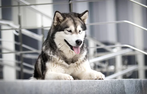 Kutya a városban, fajta Alaskan Malamute — Stock Fotó