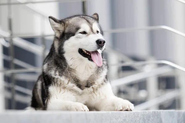 Perro en la ciudad, raza Alaska Malamute — Foto de Stock