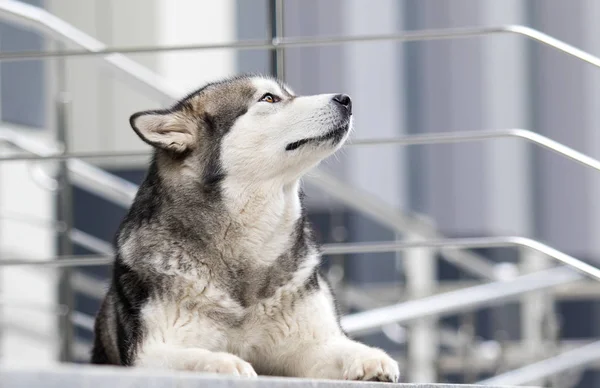 Kutya a városban, fajta Alaskan Malamute — Stock Fotó