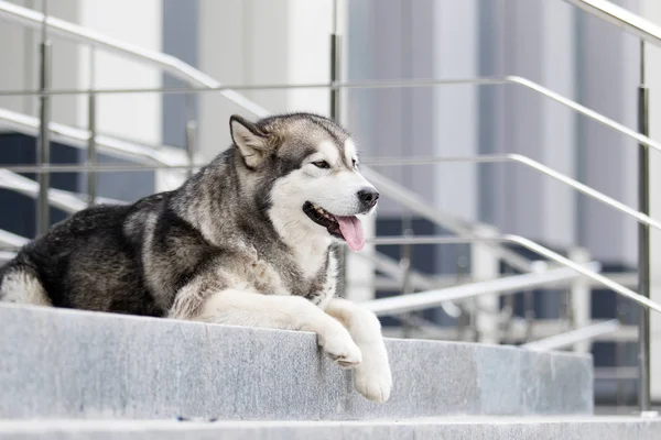 Perro en la ciudad, raza Alaska Malamute — Foto de Stock