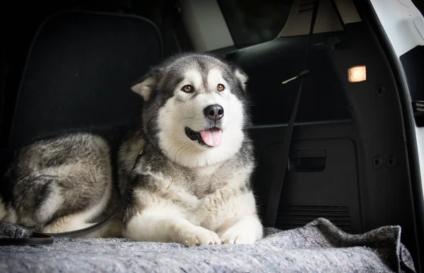 Hund im Auto, Rasse alaskan malamute — Stockfoto