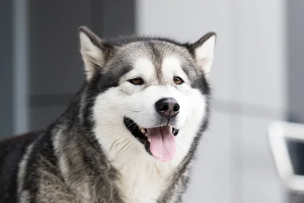 Pes ve městě, plemeno Aljaška Malamute — Stock fotografie