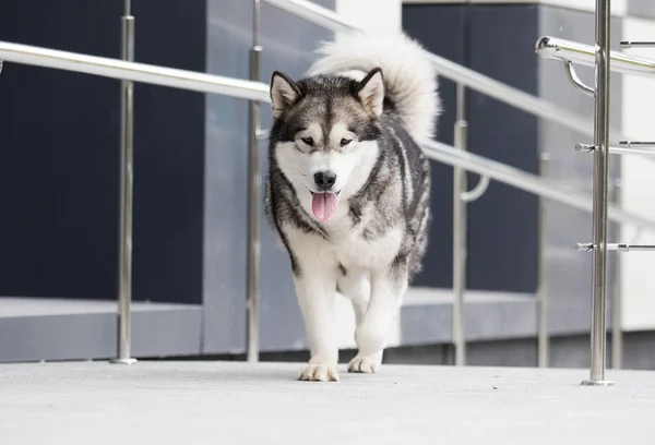Hond in de stad, ras Alaskan Malamute — Stockfoto