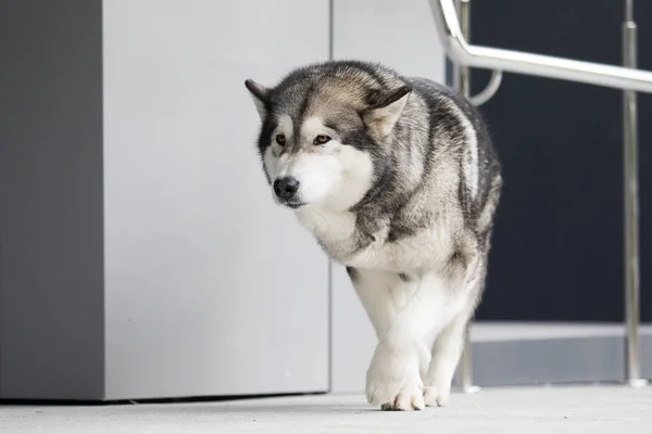 Pies w mieście, rasa Alaskan Malamute — Zdjęcie stockowe