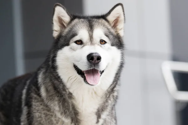 Pes ve městě, plemeno Aljaška Malamute — Stock fotografie