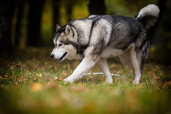 Dog on an autumn walk, breed Alaskan Malamute
