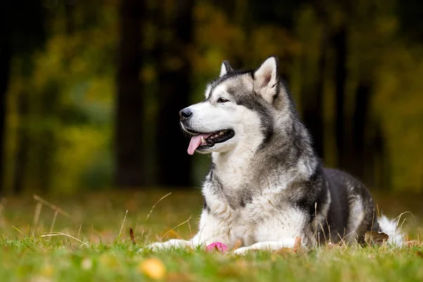 Pies na jesiennym spacerze, rasy Alaskan Malamute — Zdjęcie stockowe