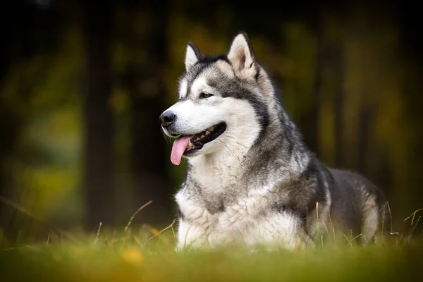 Sonbahar yürüyüşüne çıkan köpek, Alaska Malamute 'u çiftleştirir. — Stok fotoğraf