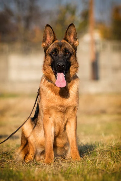 秋天德国牧羊犬坐在草地上 — 图库照片