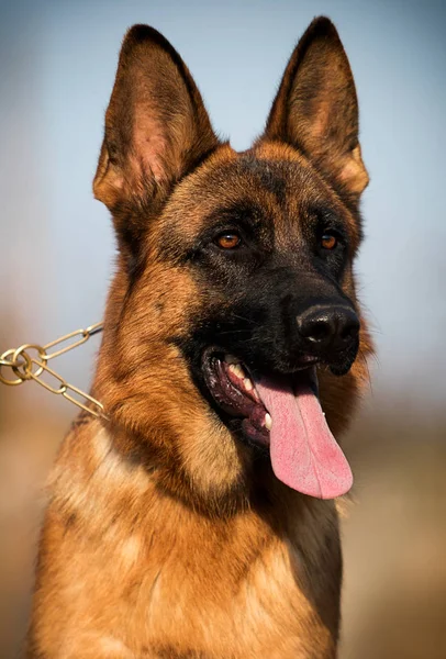 Porträtt tyska herde hund i höst — Stockfoto