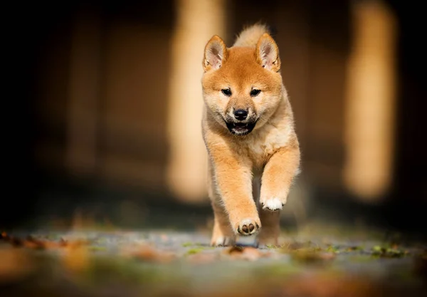 Anak anjing shiba inu kecil berjalan — Stok Foto