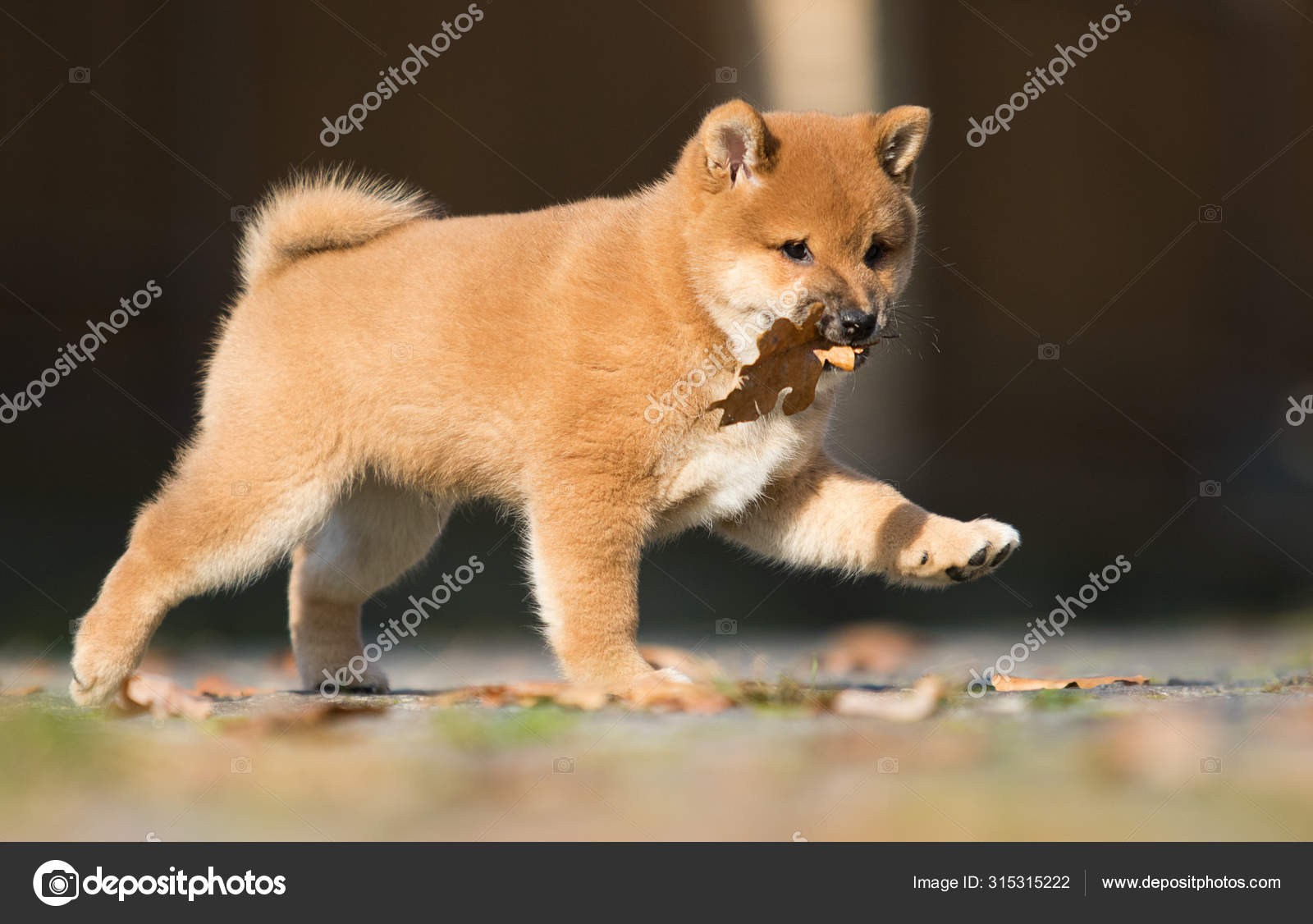 小さな柴犬の子犬が走り ストック写真 C Gurinaleksandr 小さな柴犬の子犬が走り ストック写真 C Gurinaleksandr