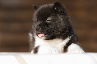 Küçük köpek yavrusu, Amerikan akitası doğur.