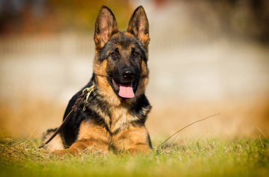 Alman çoban köpeği arıyor.