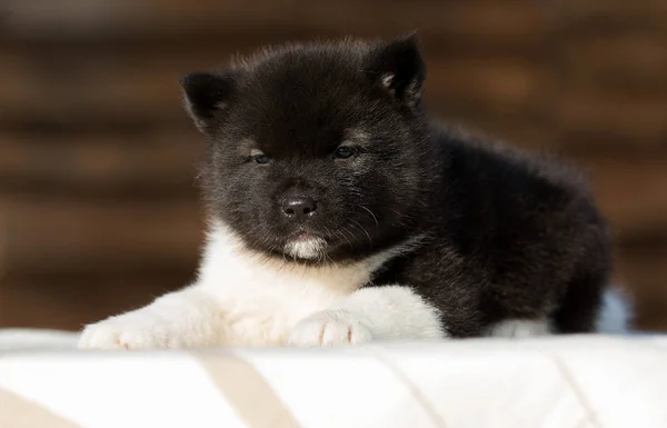 Little puppy, breed american akita — Stock Photo, Image