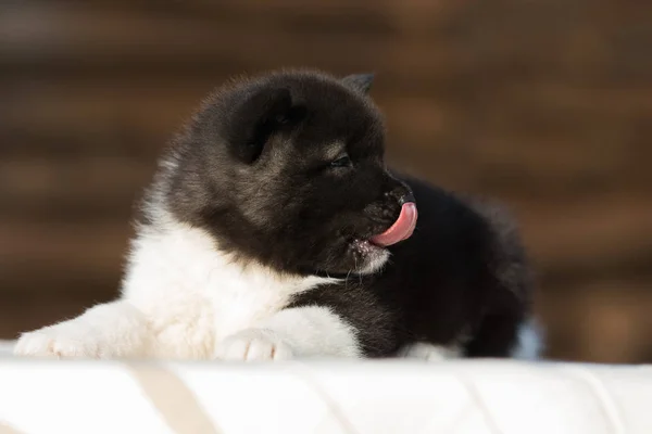 Little puppy, breed american akita — Stock Photo, Image