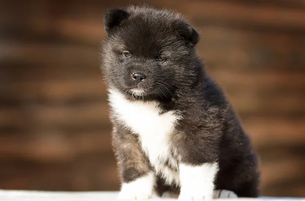 Malé štěně, plemeno americká akita — Stock fotografie