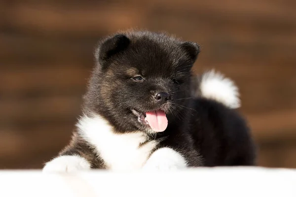 Pequeno filhote de cachorro, raça americana akita — Fotografia de Stock