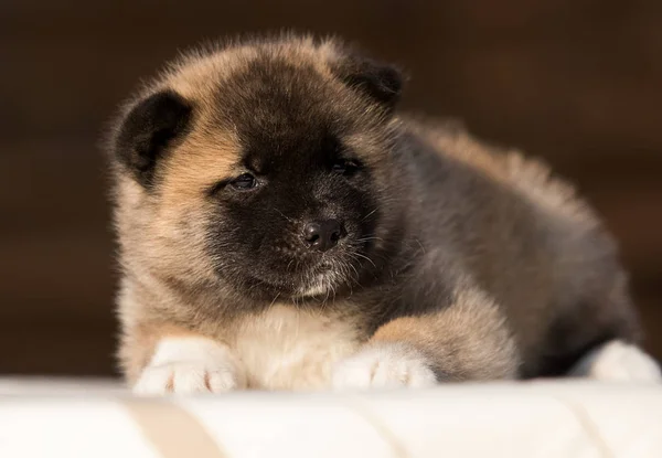 Pequeno filhote de cachorro, raça americana akita — Fotografia de Stock