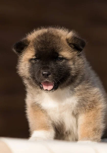 Pequeno filhote de cachorro, raça americana akita — Fotografia de Stock