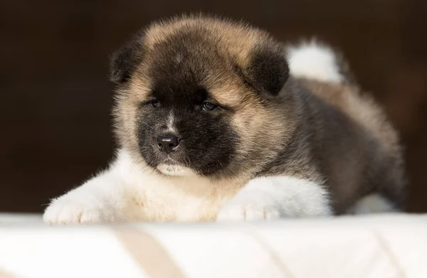 Cucciolo, razza americana akita — Foto Stock