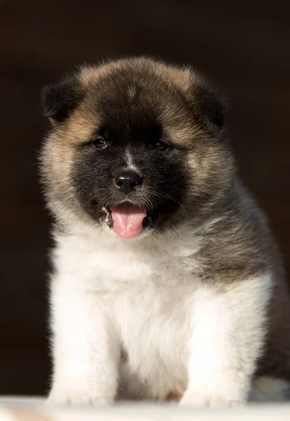 Little puppy, breed american akita — Stock Photo, Image